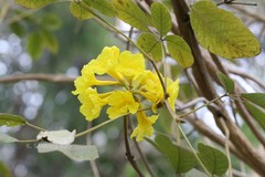 Handroanthus chrysotrichus
